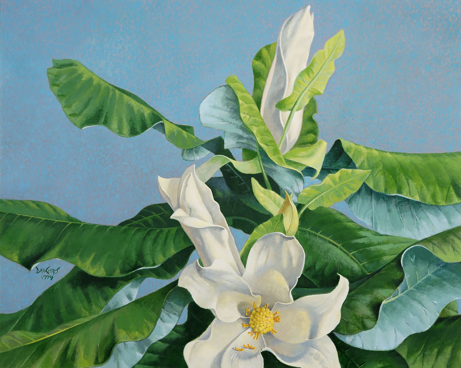 "Magnolia"