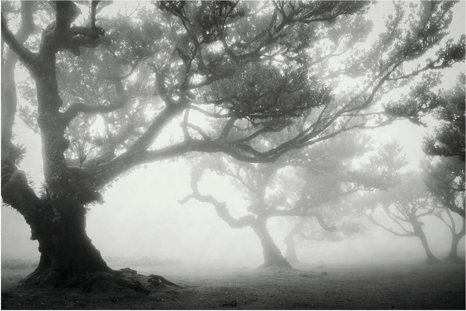"Faded Grove" Terese Conway-Mlakar
