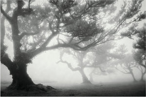 "Faded Grove" Terese Conway-Mlakar