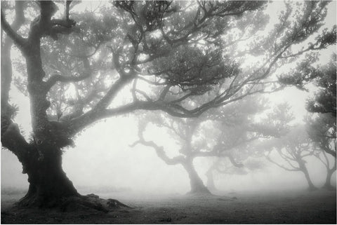 "Faded Grove" Terese Conway-Mlakar